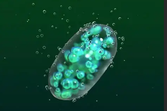 上海環保展|科學家研發新型”活體建材”：藍藻凝膠可高效固碳